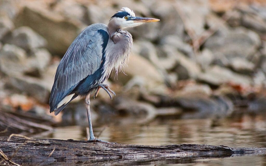 Blue Heron/ John Denney Photography